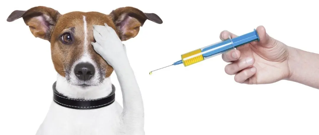 From ticks to the market: A new $210 million cycle for veterinary Lyme disease vaccines.